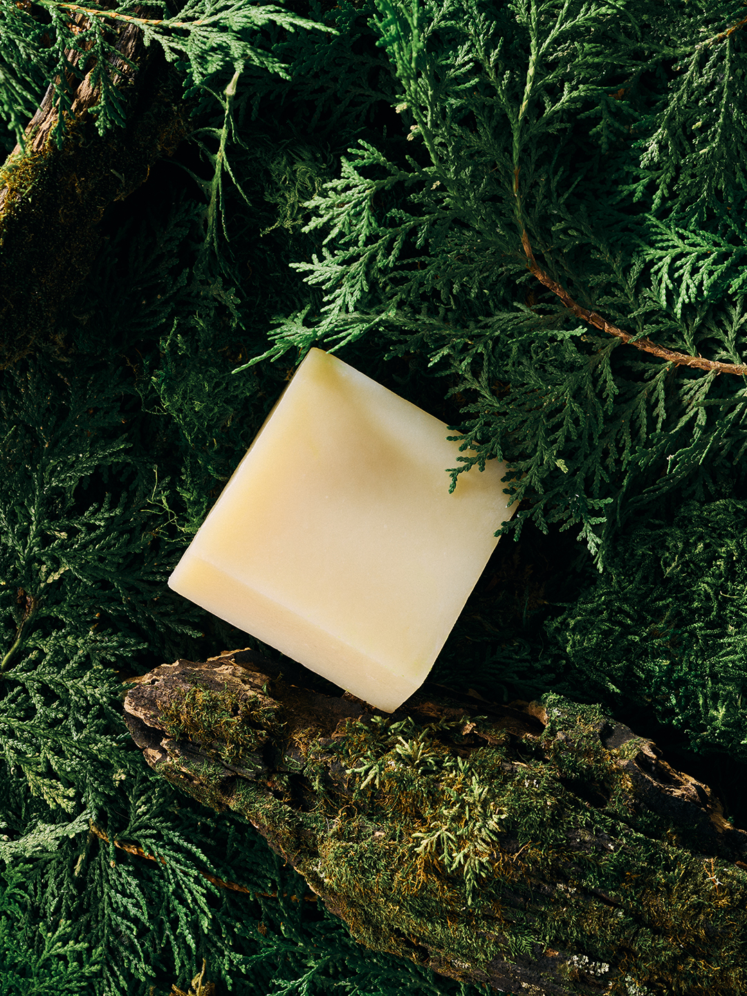 Overhead view of a pale soap bar resting on a piece of bark amid dense cypress branches.