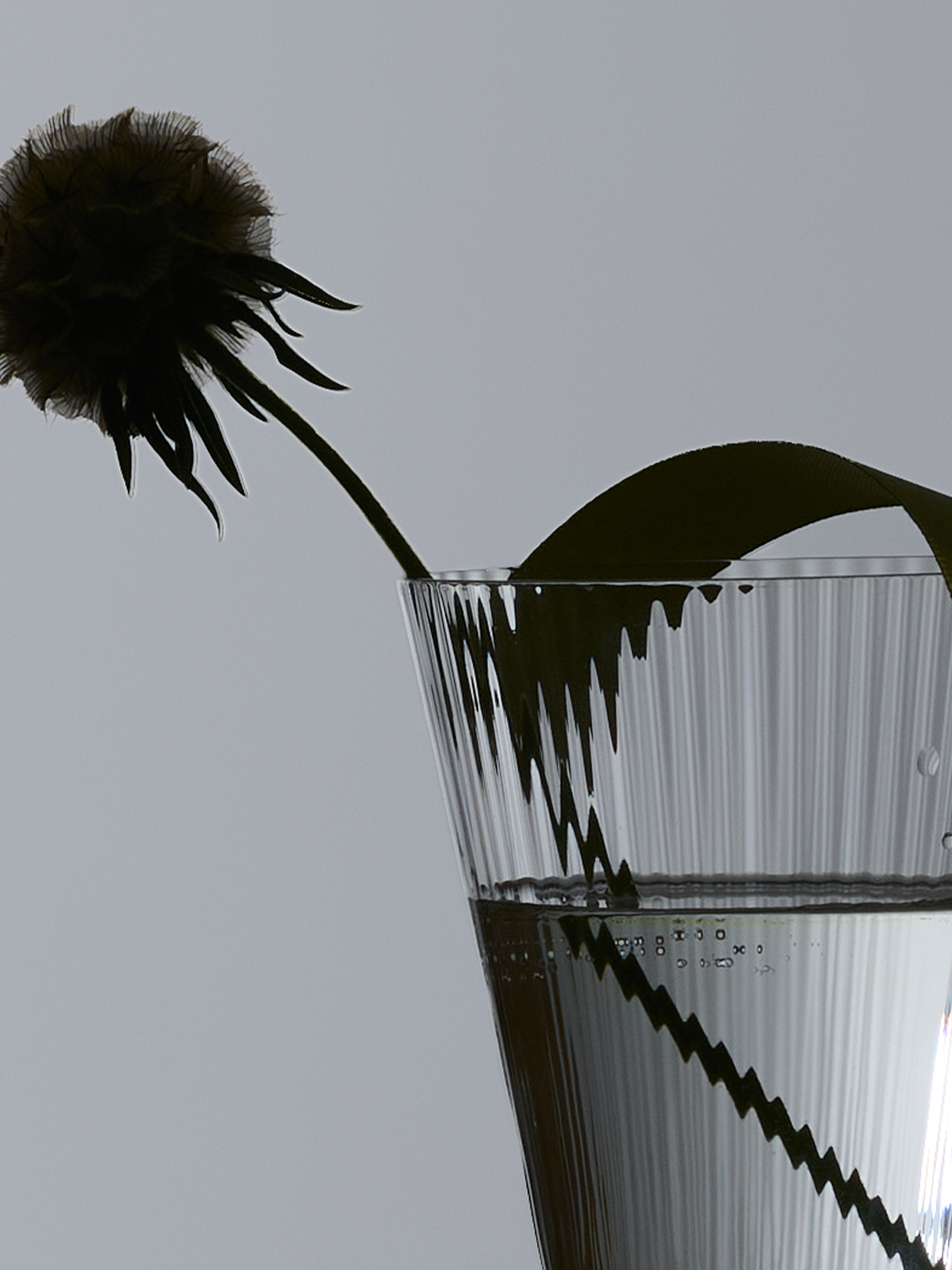 A dried dandelion-like flower and a curl of dark ribbon silhouetted against a glass of water on a reflective surface.